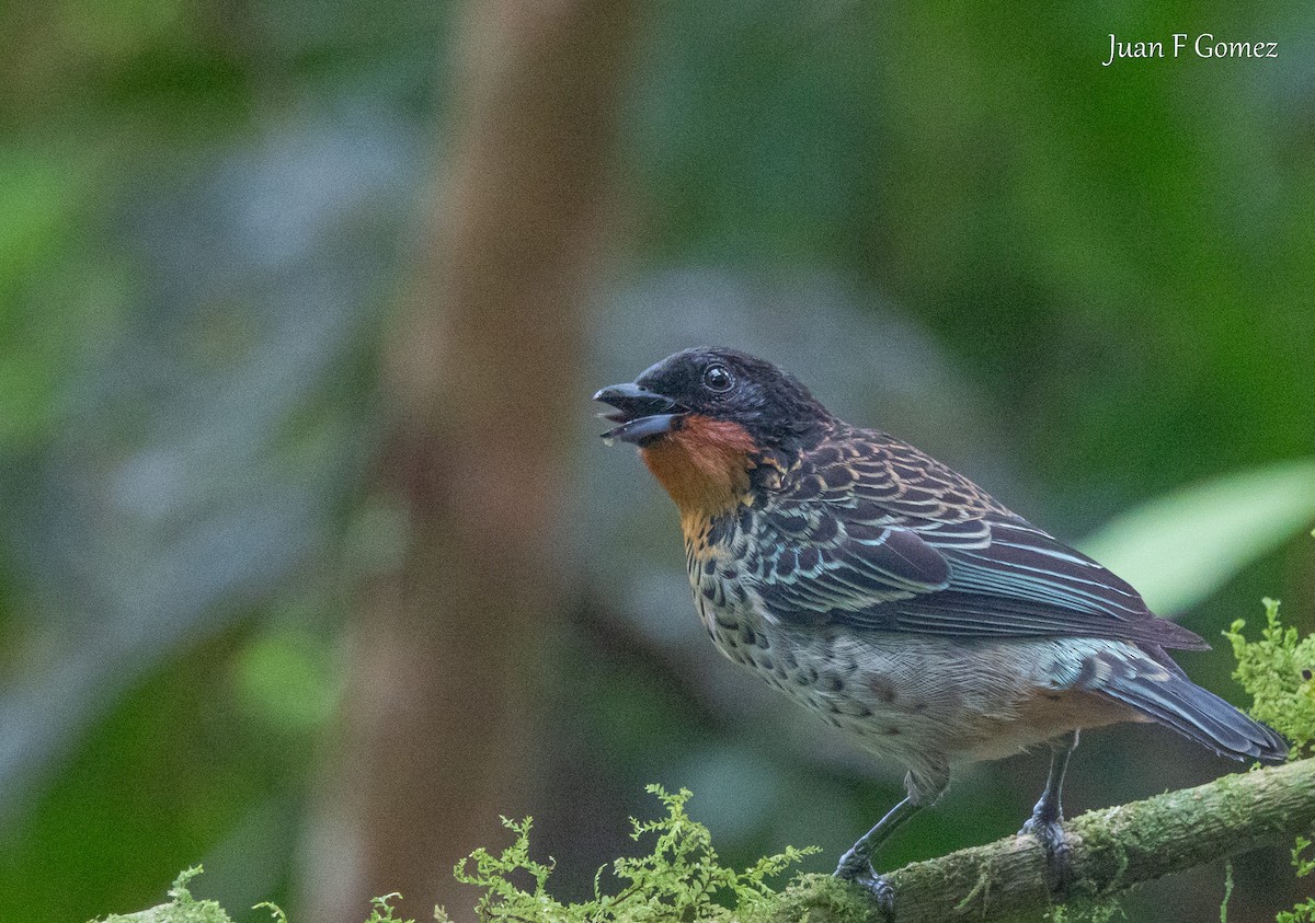 Rufous-throated Tanager - ML638484399