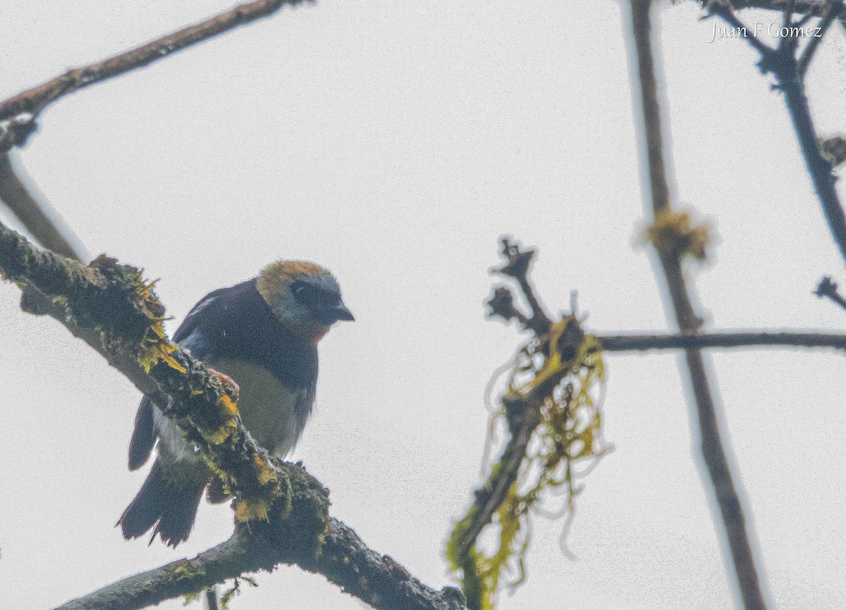 Golden-hooded Tanager - ML638484417