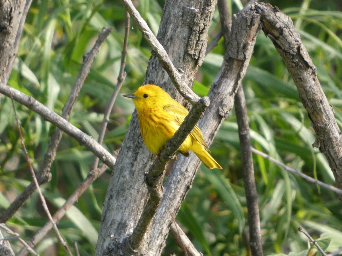 Yellow Warbler - ML638484423