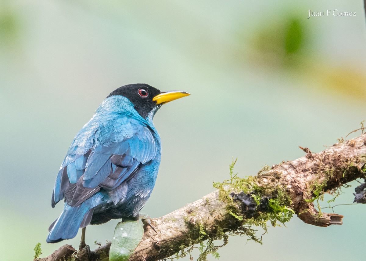 Green Honeycreeper - ML638484426