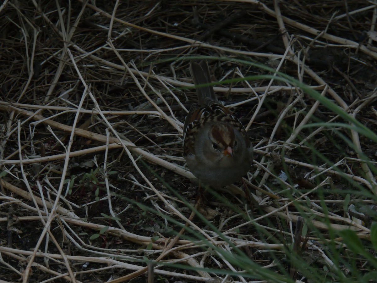 White-crowned Sparrow - ML638484459