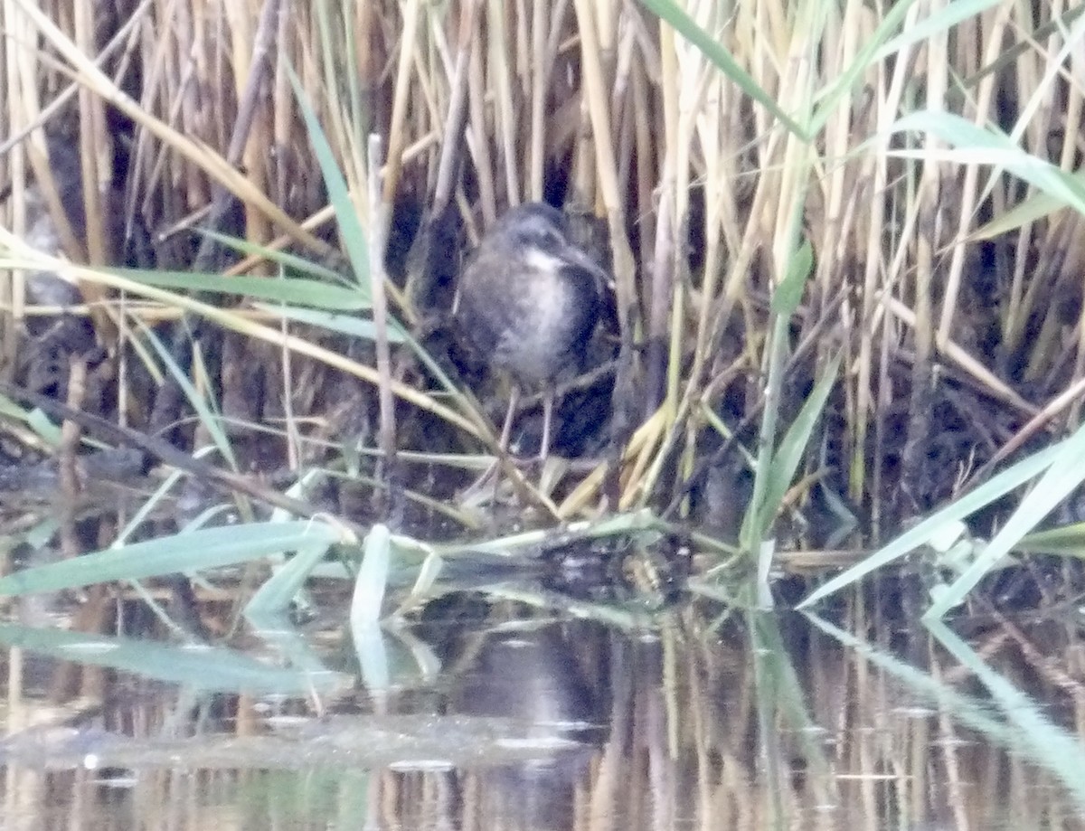 Virginia Rail - ML638484465