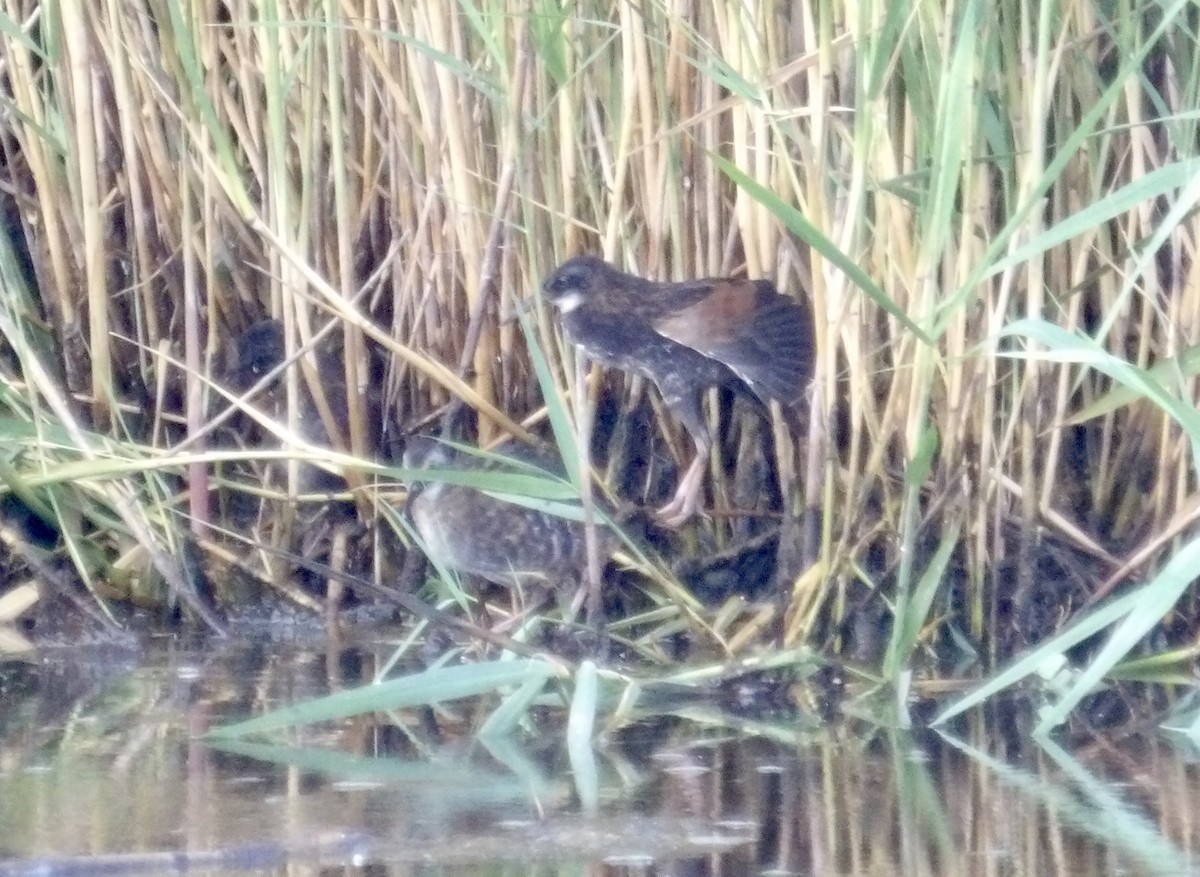Virginia Rail - ML638484466