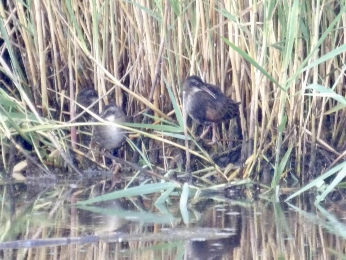 Virginia Rail - ML638484467