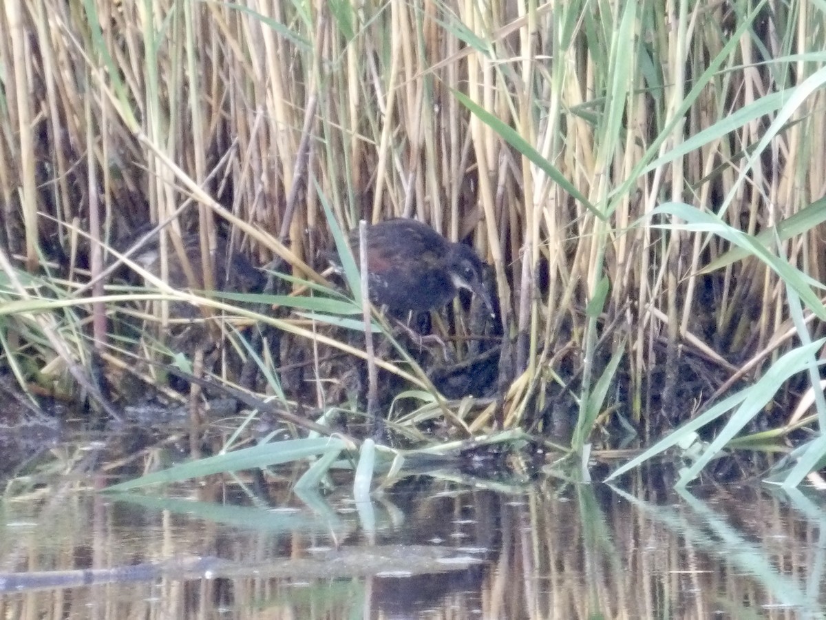Virginia Rail - ML638484469