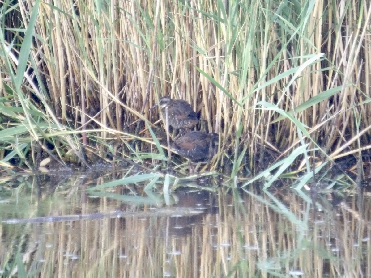 Virginia Rail - ML638484470