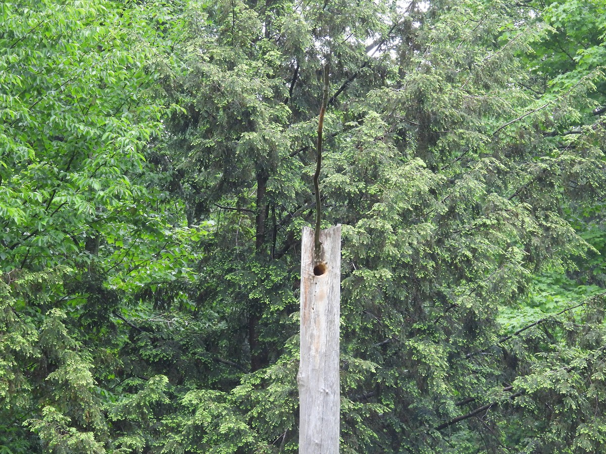 Northern Flicker (Yellow-shafted) - ML638484483