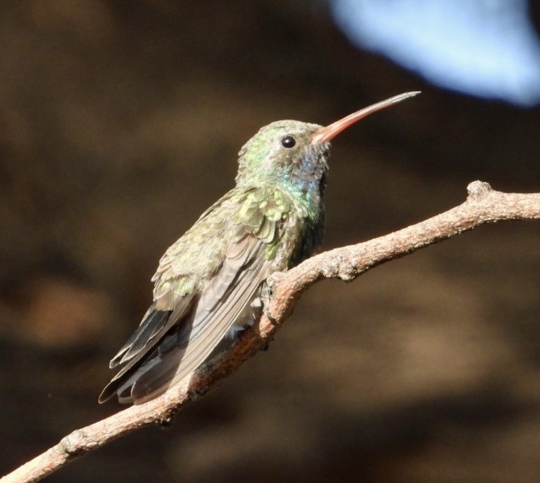 Broad-billed Hummingbird - ML638484486