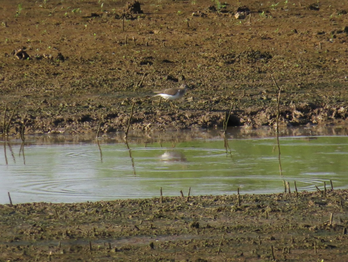 Spotted Sandpiper - ML638484505