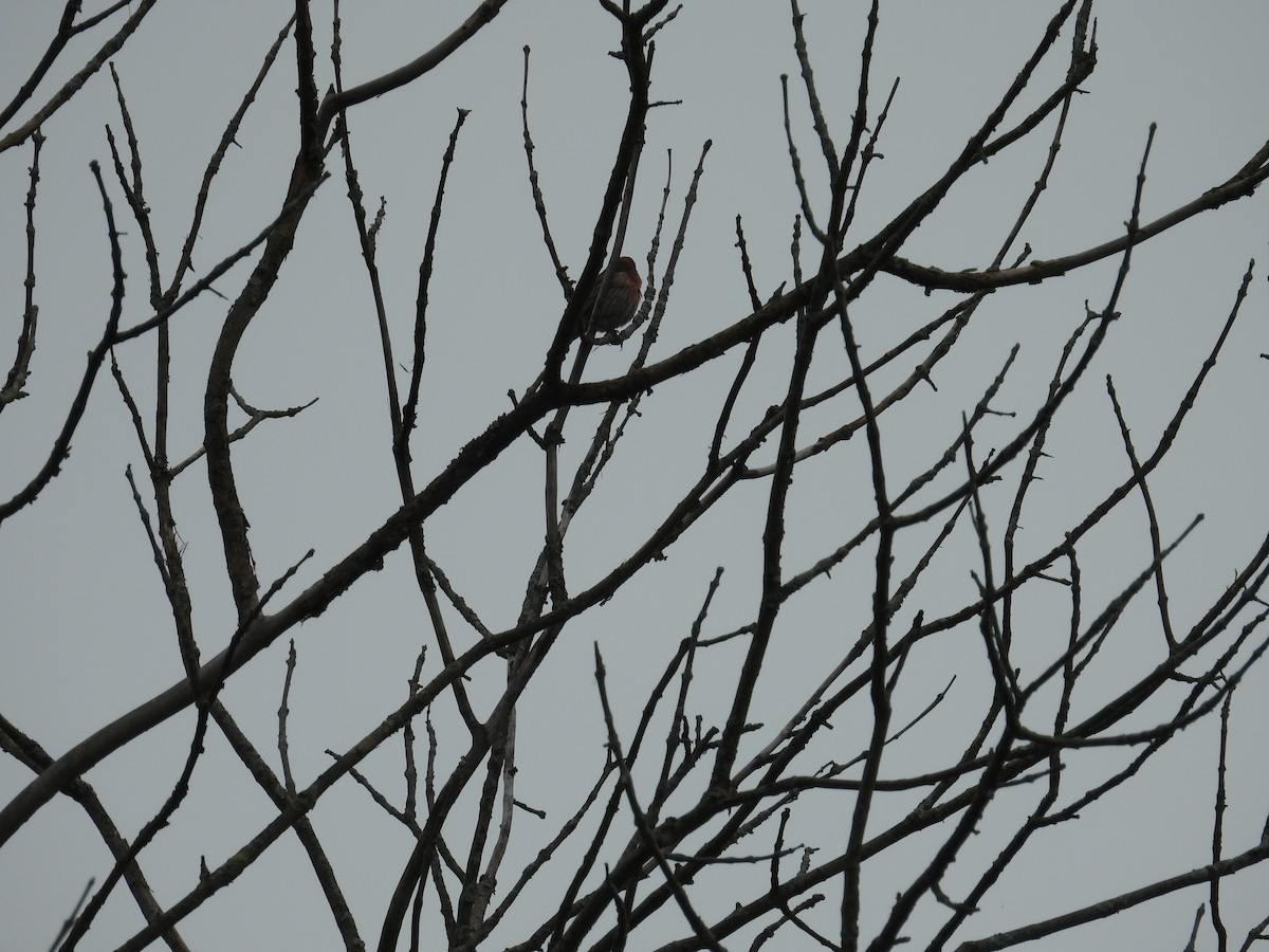 House Finch - ML638484545