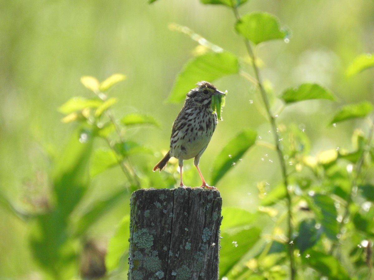 Savannah Sparrow - ML638484550