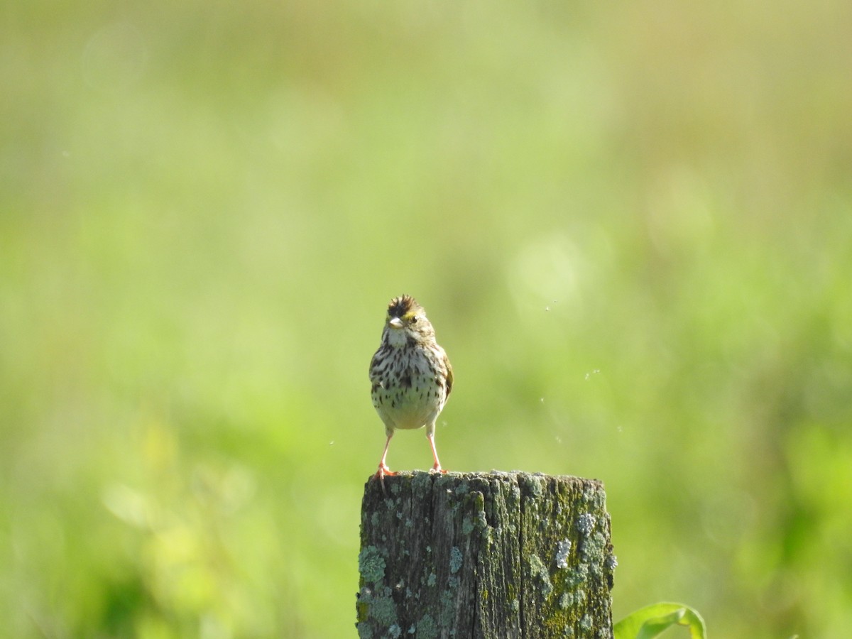 Savannah Sparrow - ML638484552