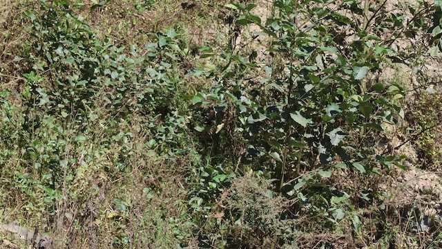 Mountain Bamboo-Partridge - ML638484556