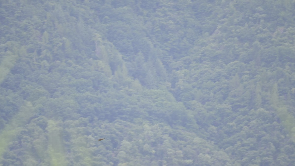 Falco sp. - ML638484567