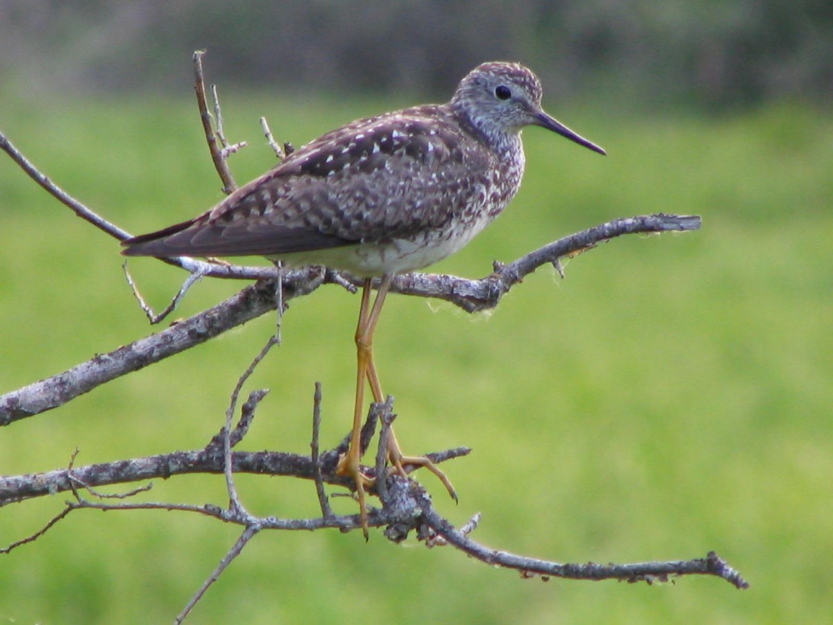Lesser Yellowlegs - ML638484582