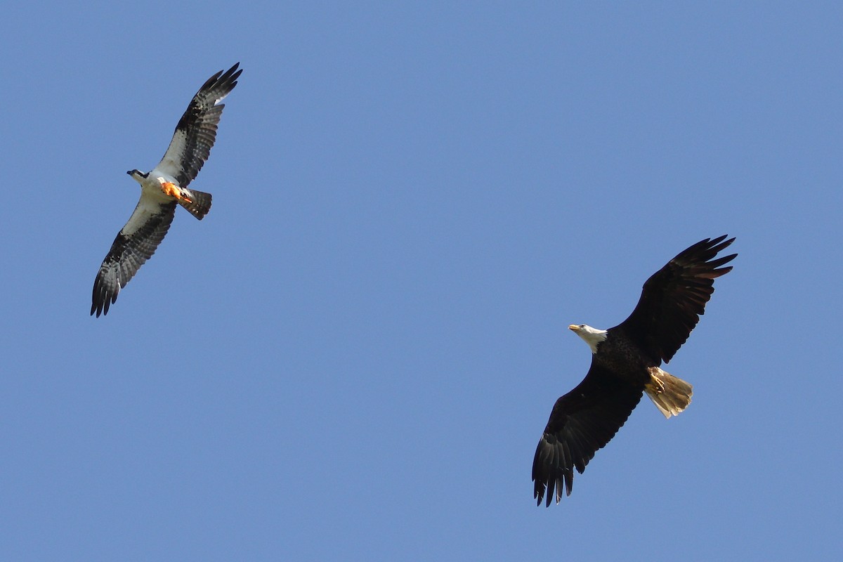 Osprey - ML638484609