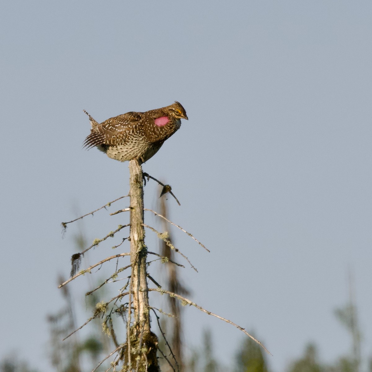 Sharp-tailed Grouse - ML638484650