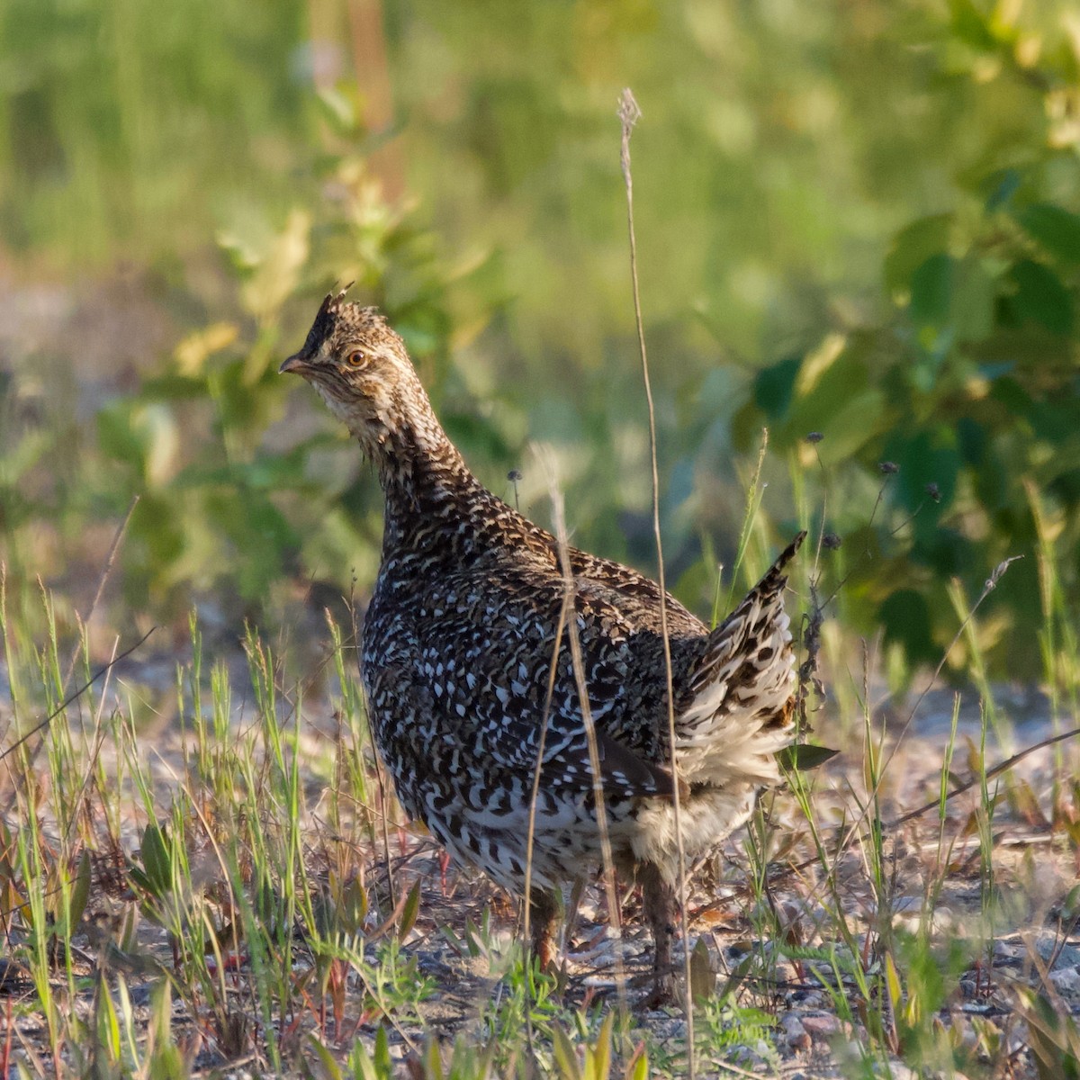 Sharp-tailed Grouse - ML638484651