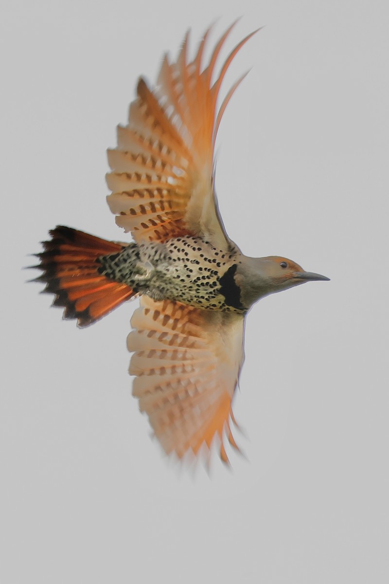 Northern Flicker - ML638484664