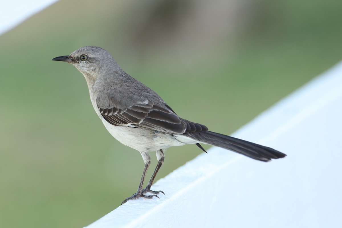 Northern Mockingbird - ML638484671