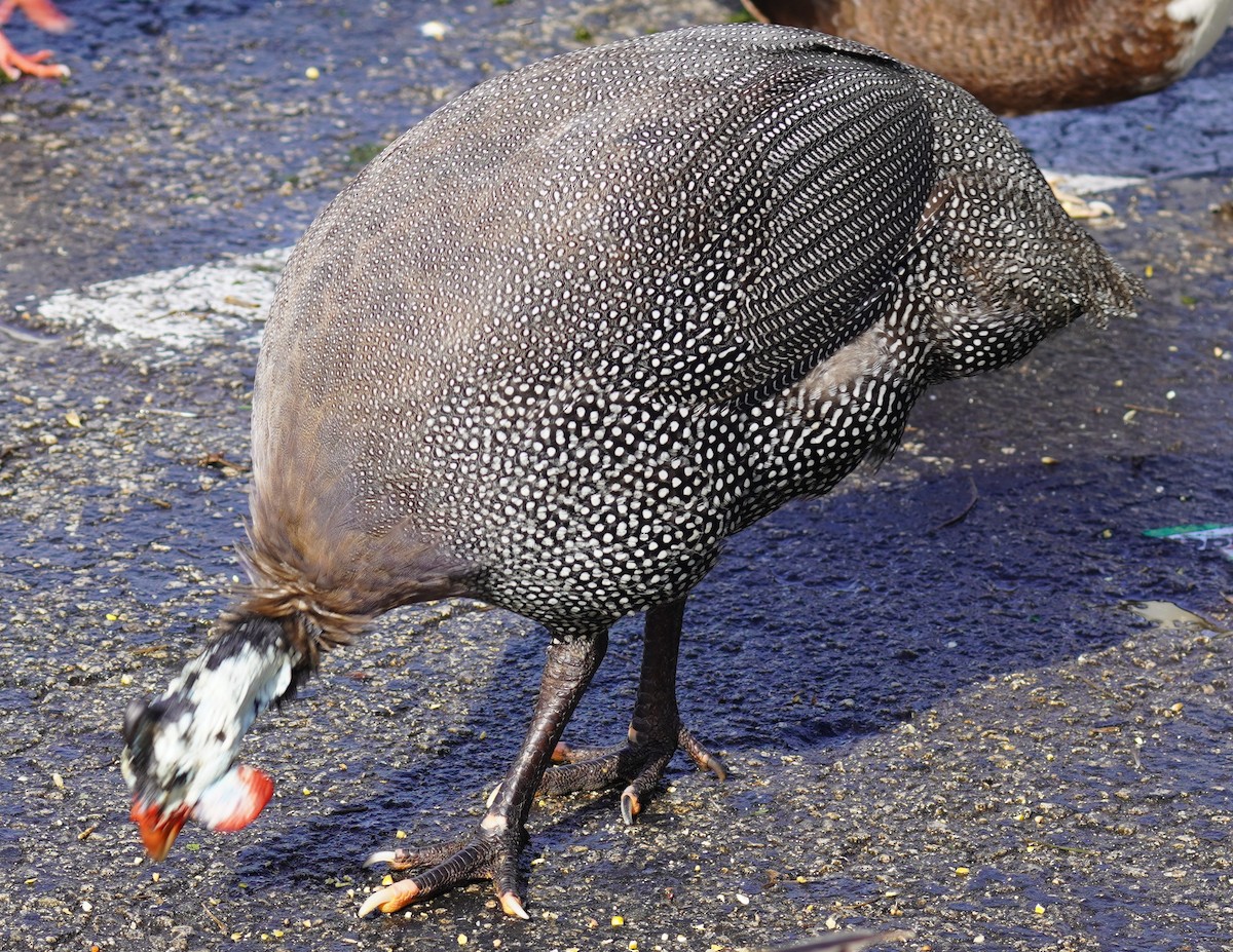Helmeted Guineafowl - ML638484709