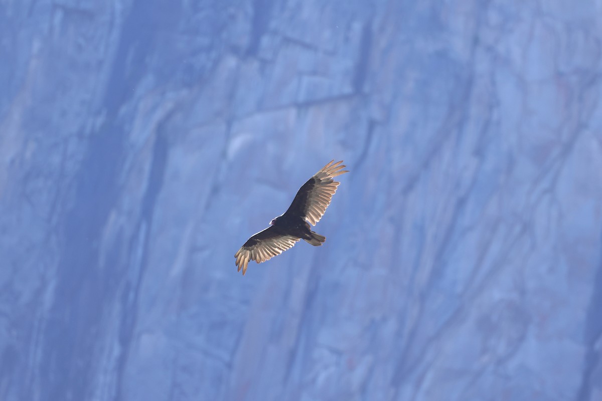 Turkey Vulture - ML638484712