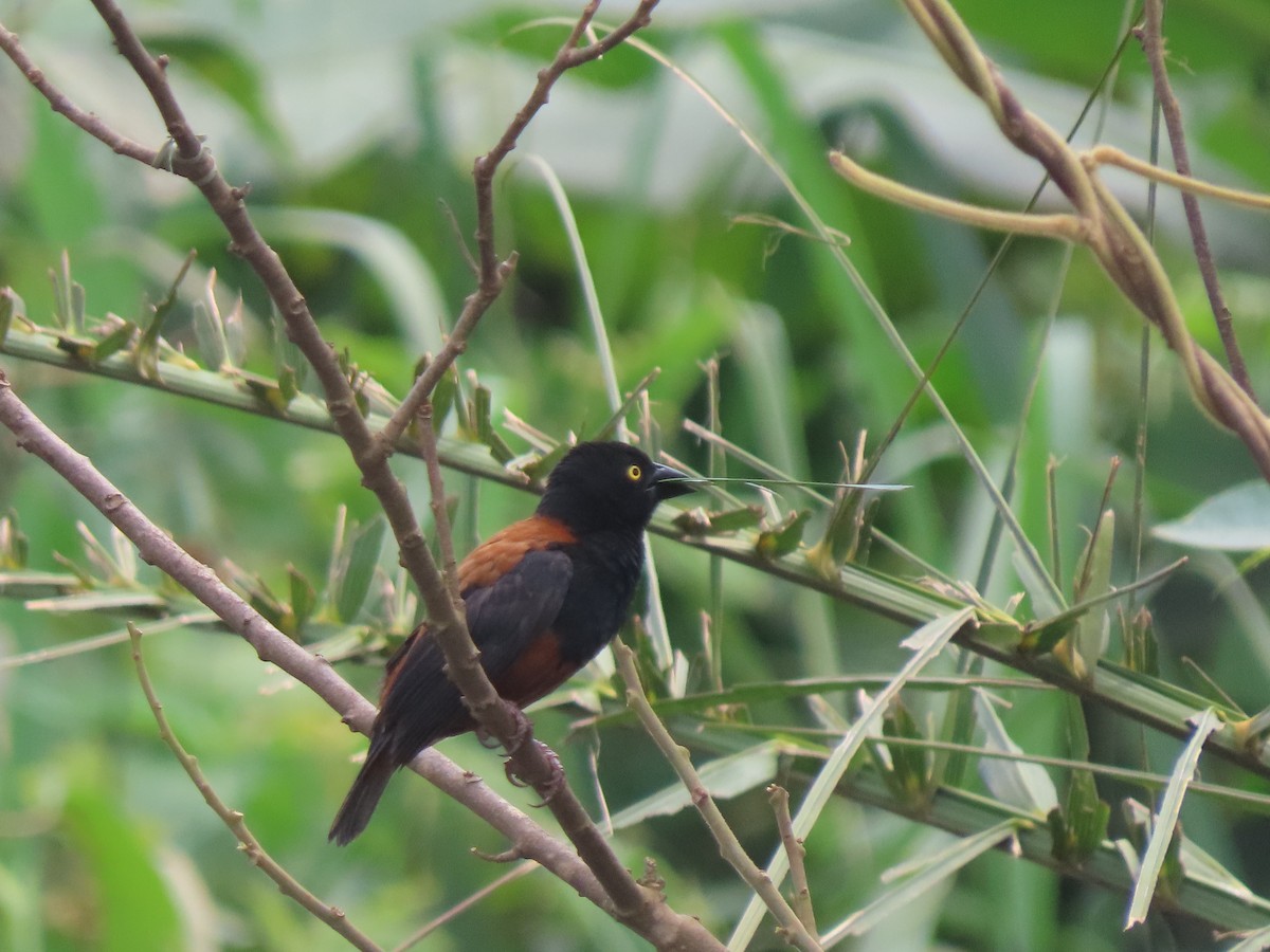 Chestnut-and-black Weaver - ML638484717