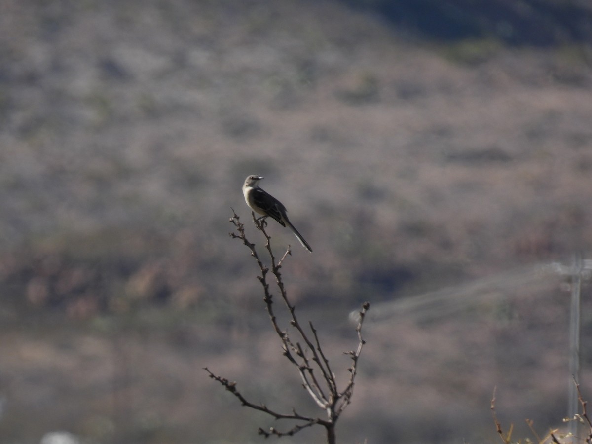 Northern Mockingbird - ML638484719