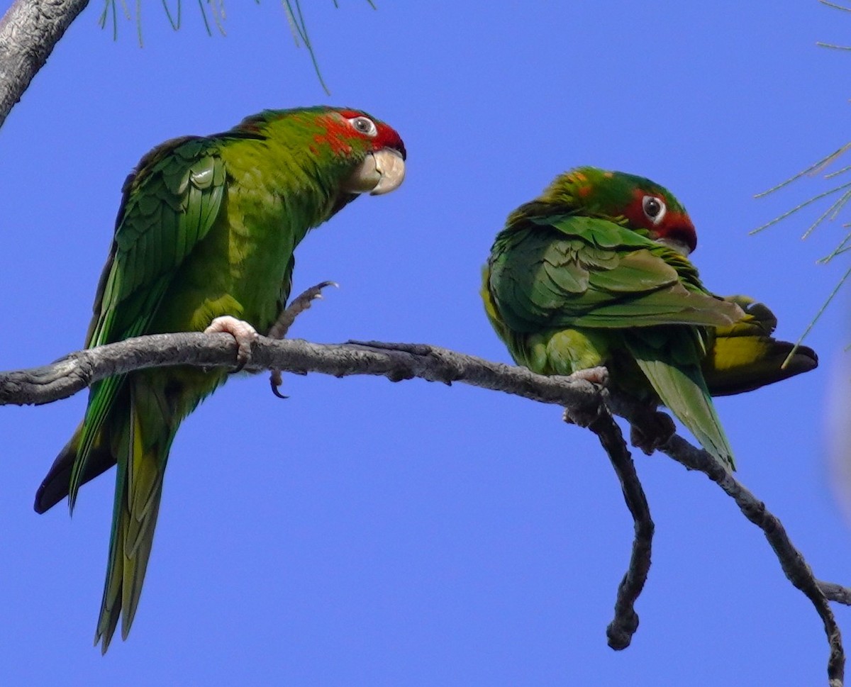Mitred Parakeet - ML638484721