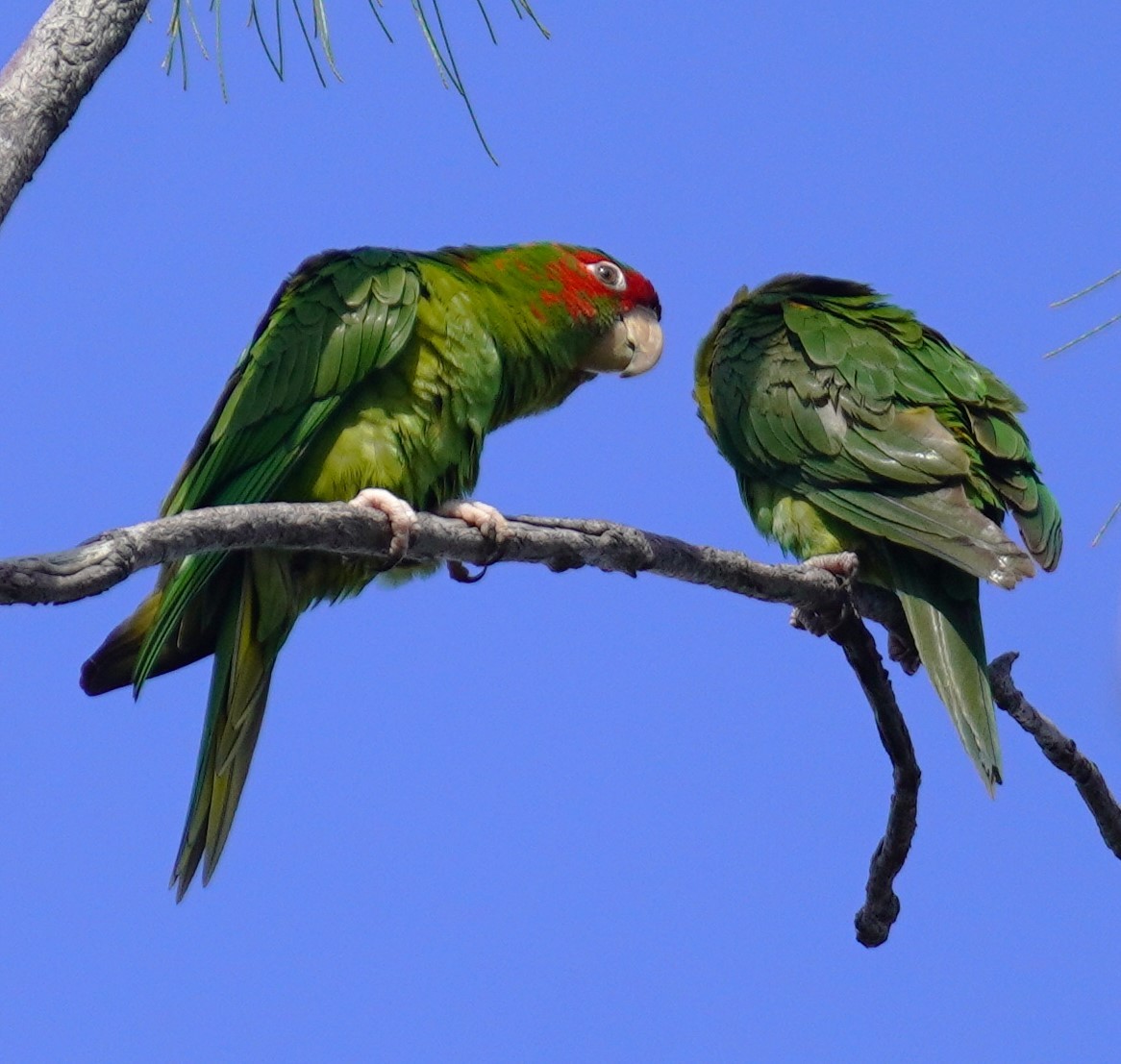 Mitred Parakeet - ML638484722