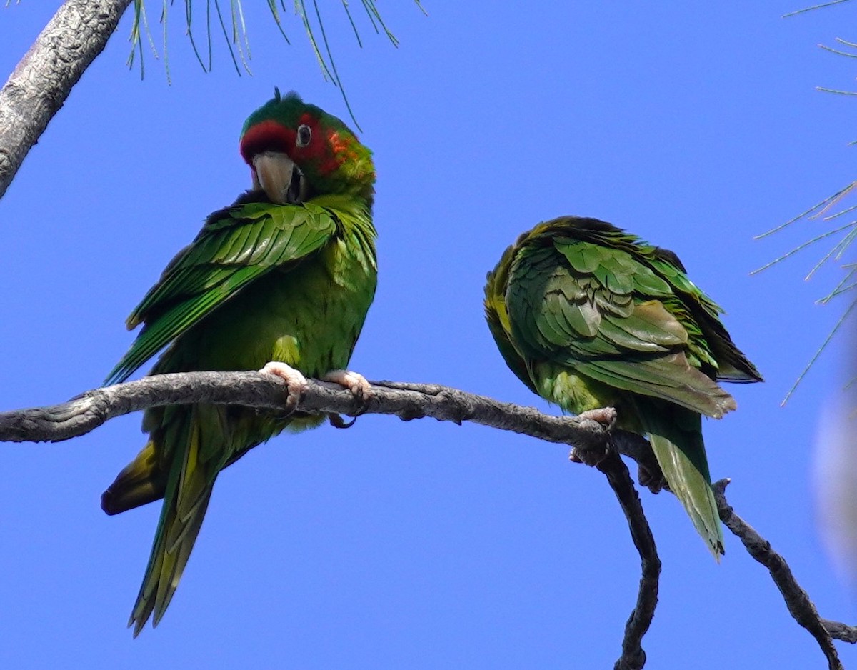 Mitred Parakeet - ML638484723