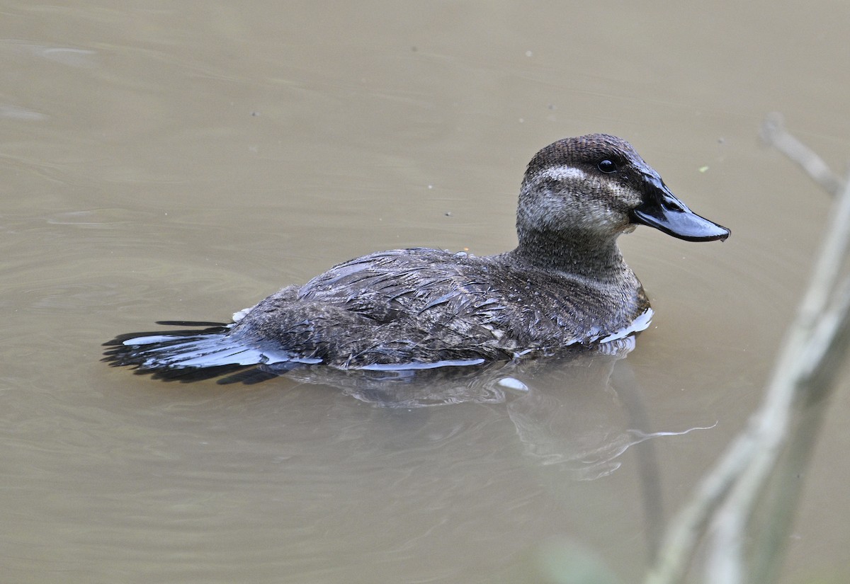 Andean Duck - ML638484757