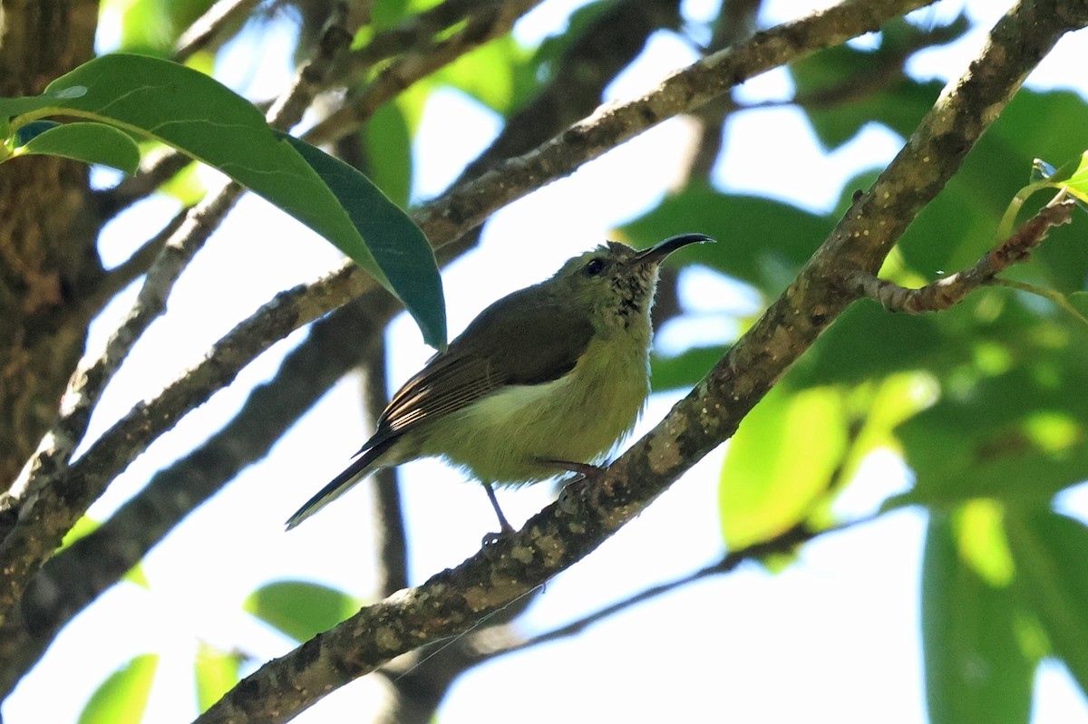 sunbird sp. - ML638484788