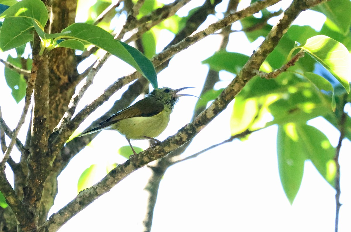 sunbird sp. - ML638484790