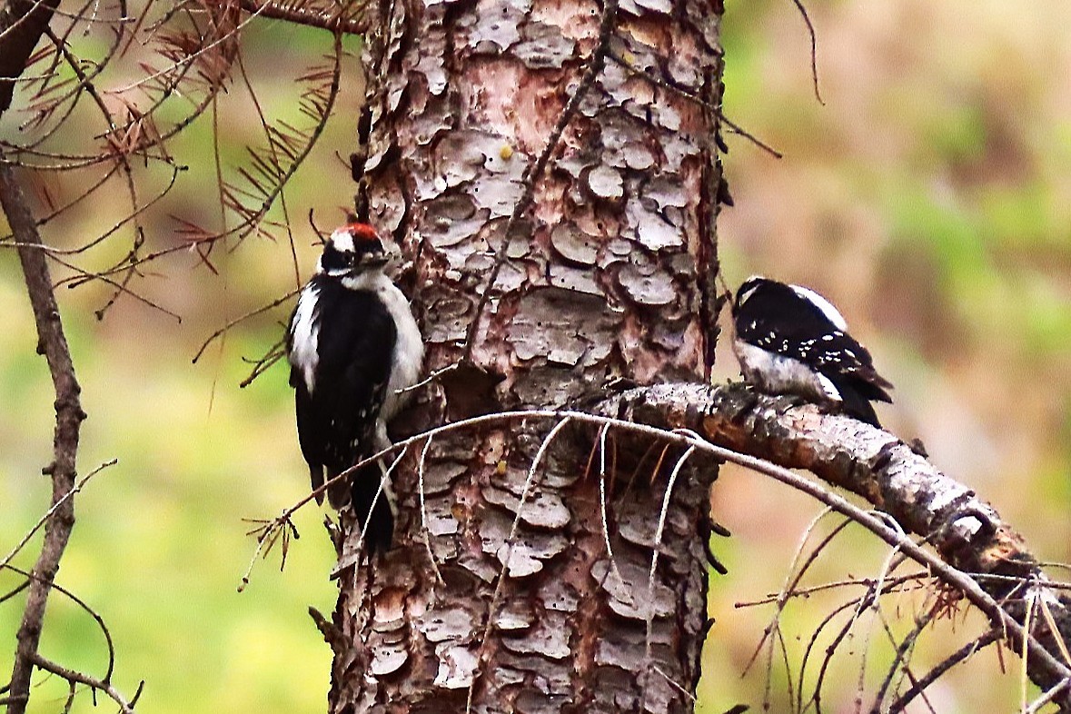 Downy Woodpecker - ML638484841