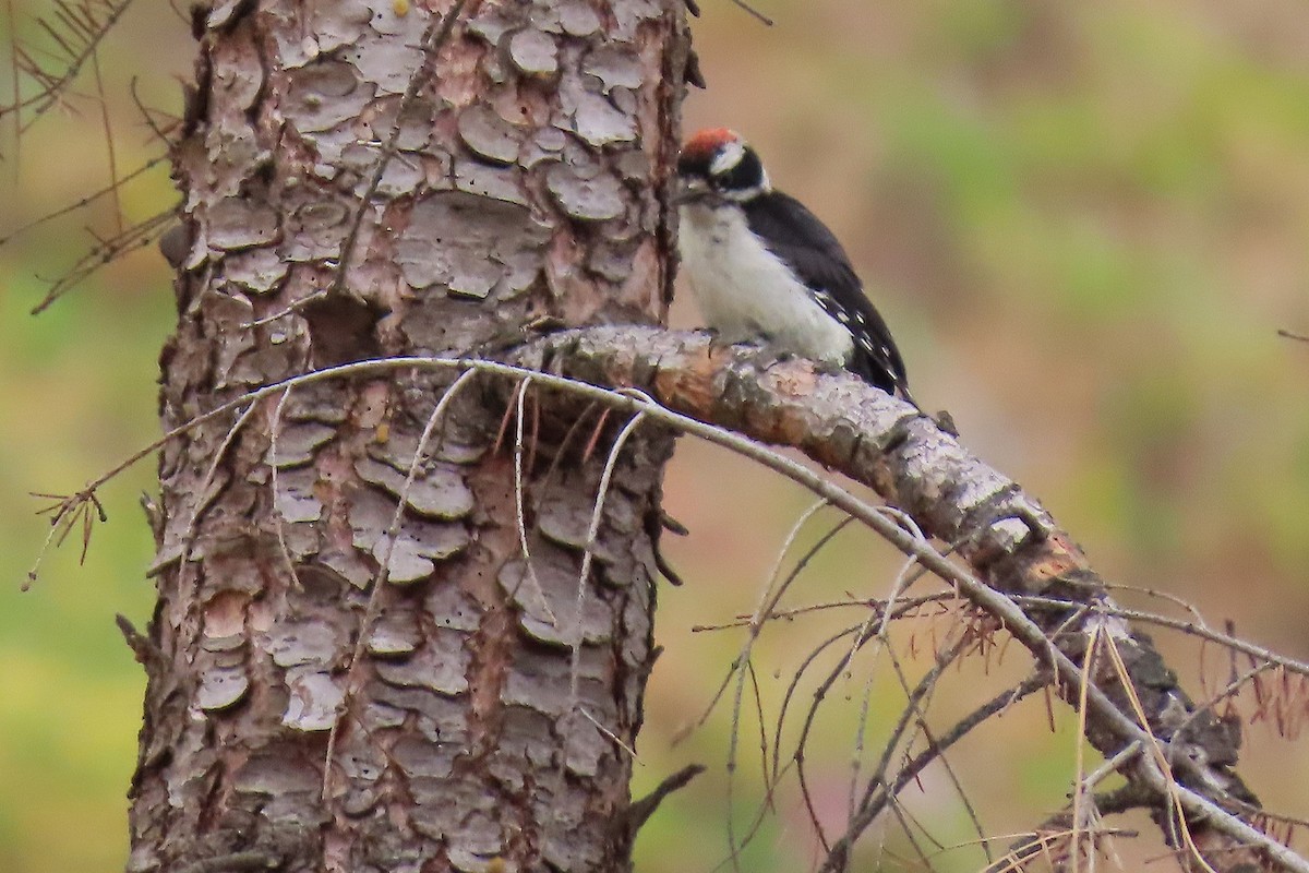 Downy Woodpecker - ML638484842