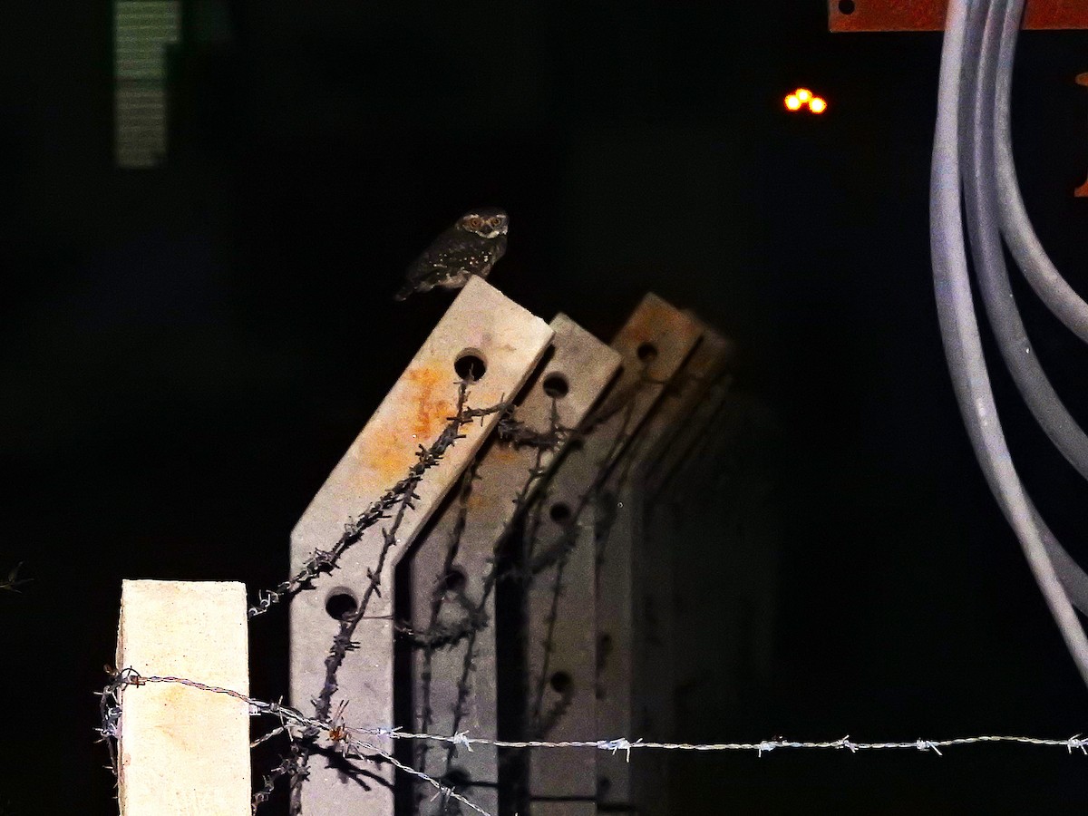 Spotted Owlet - ML638484844