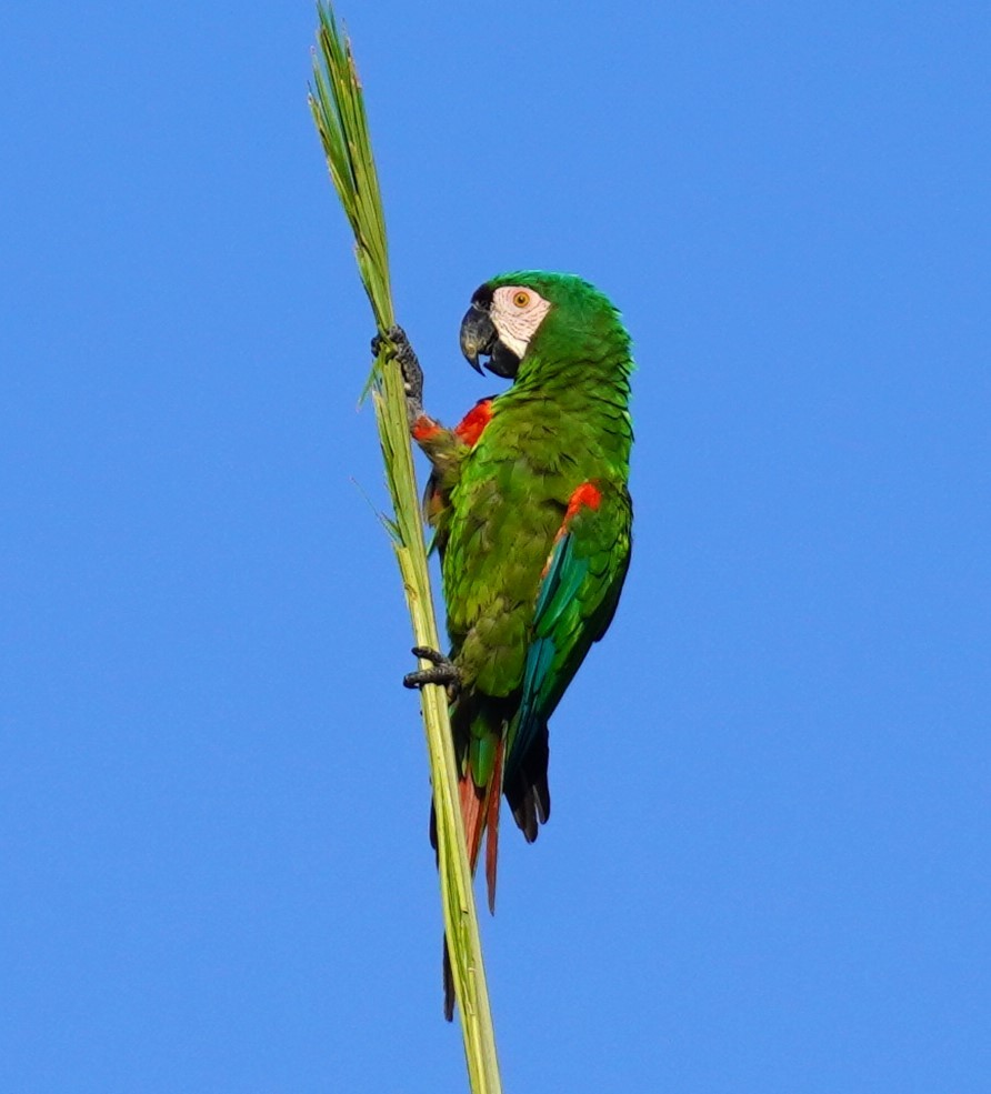 Chestnut-fronted Macaw - ML638484847