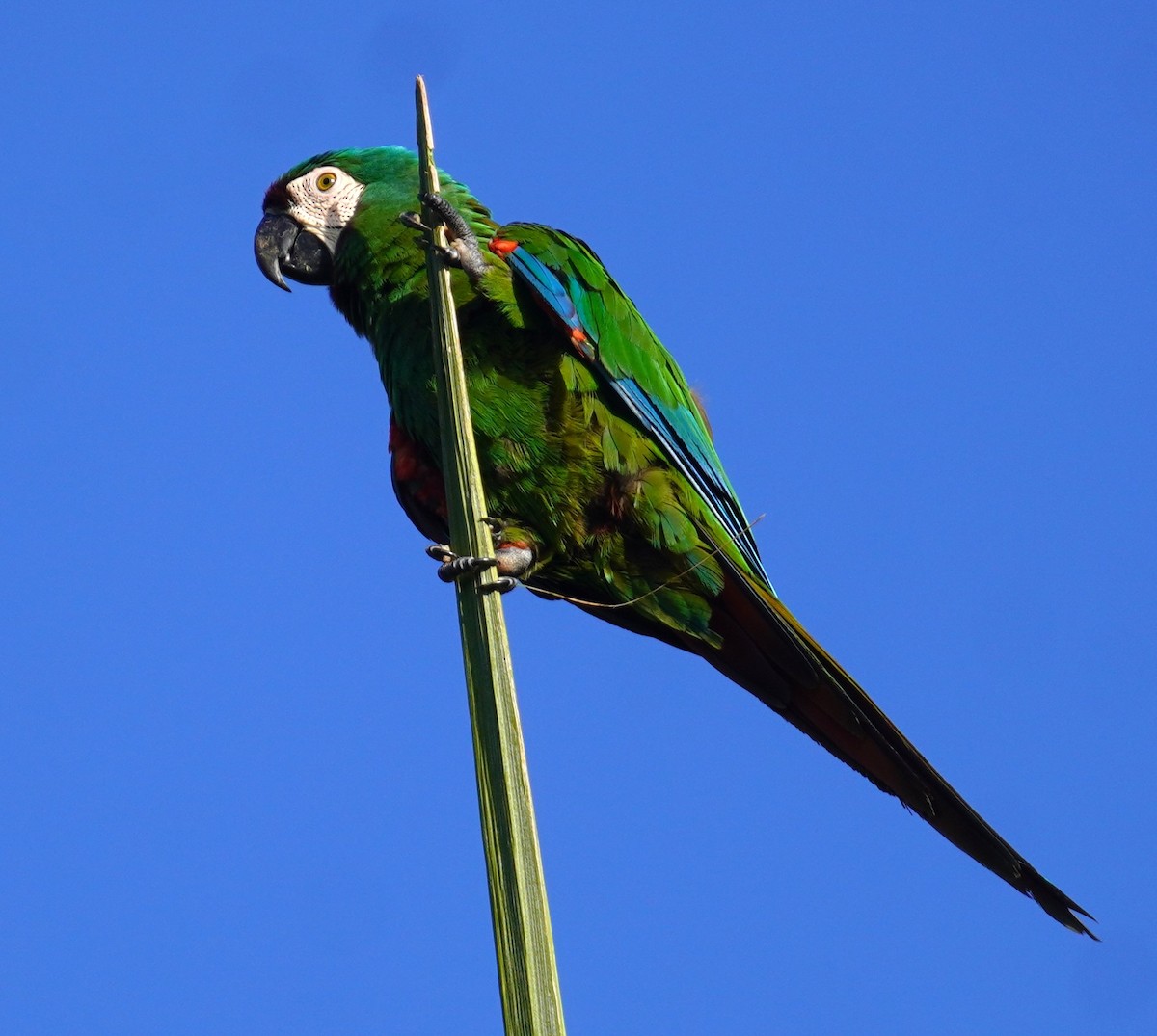 Chestnut-fronted Macaw - ML638484848