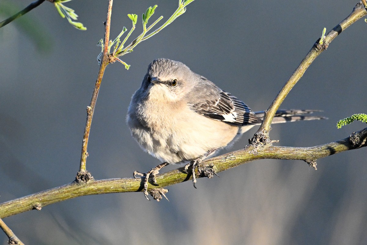 Northern Mockingbird - ML638484852