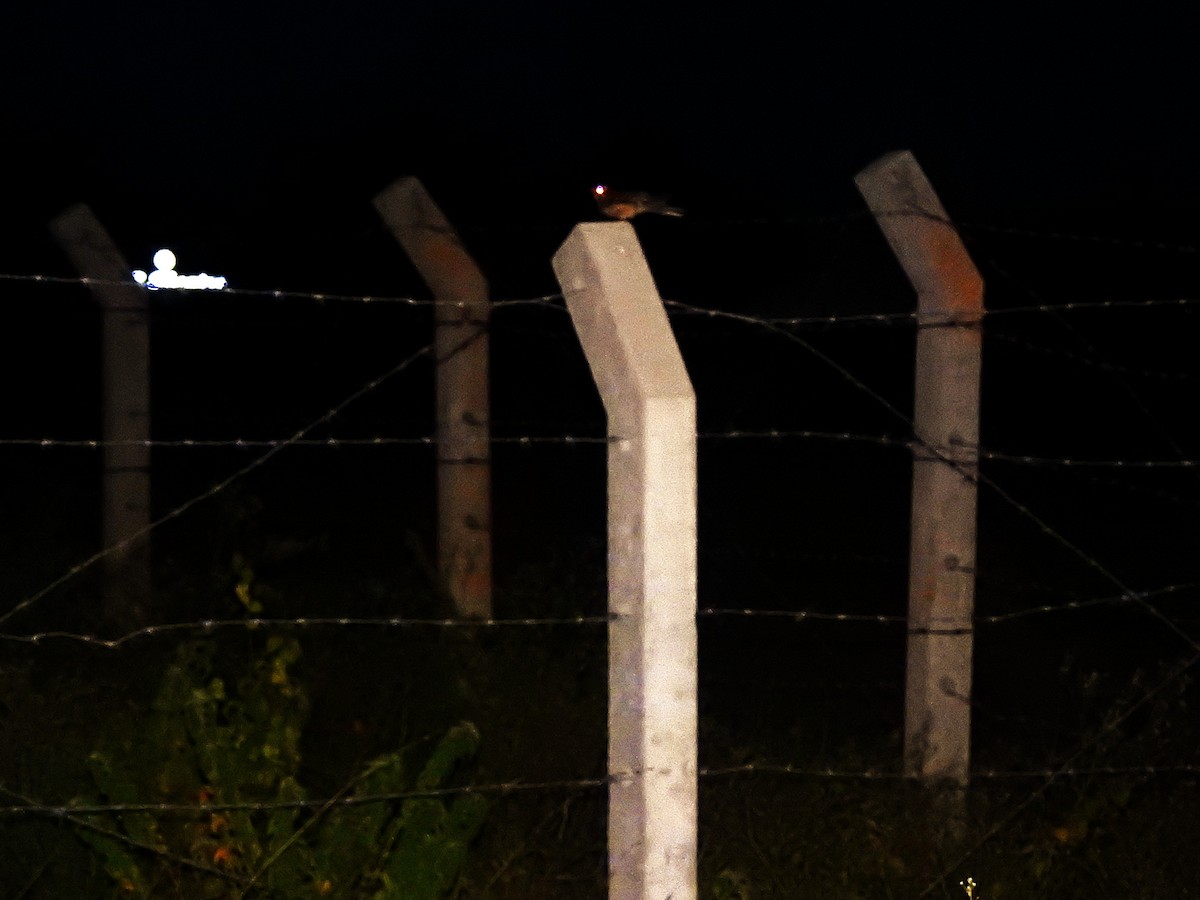 Indian Nightjar - ML638484853