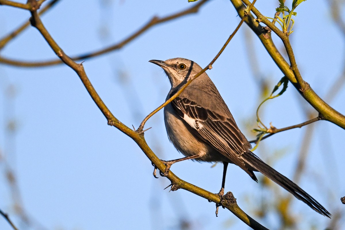 Northern Mockingbird - ML638484855