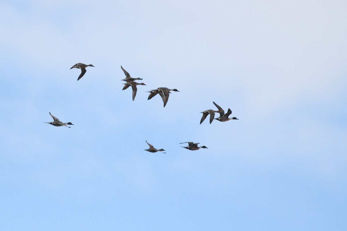 Northern Pintail - ML638484885