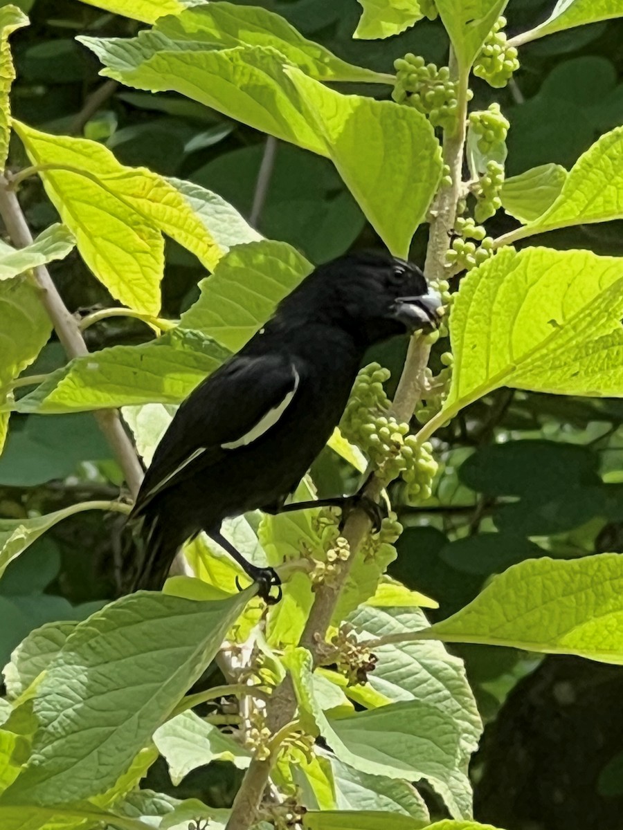 Grand Cayman Bullfinch - ML638484912