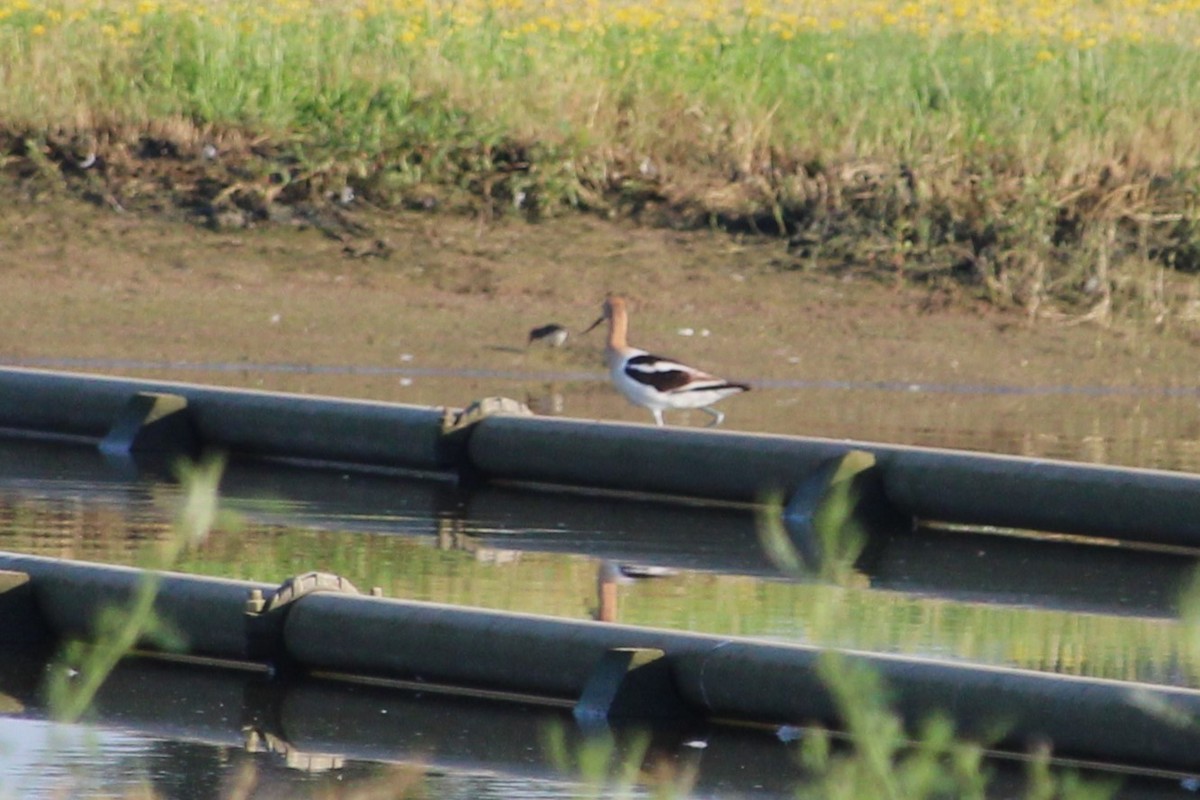 American Avocet - ML638484917