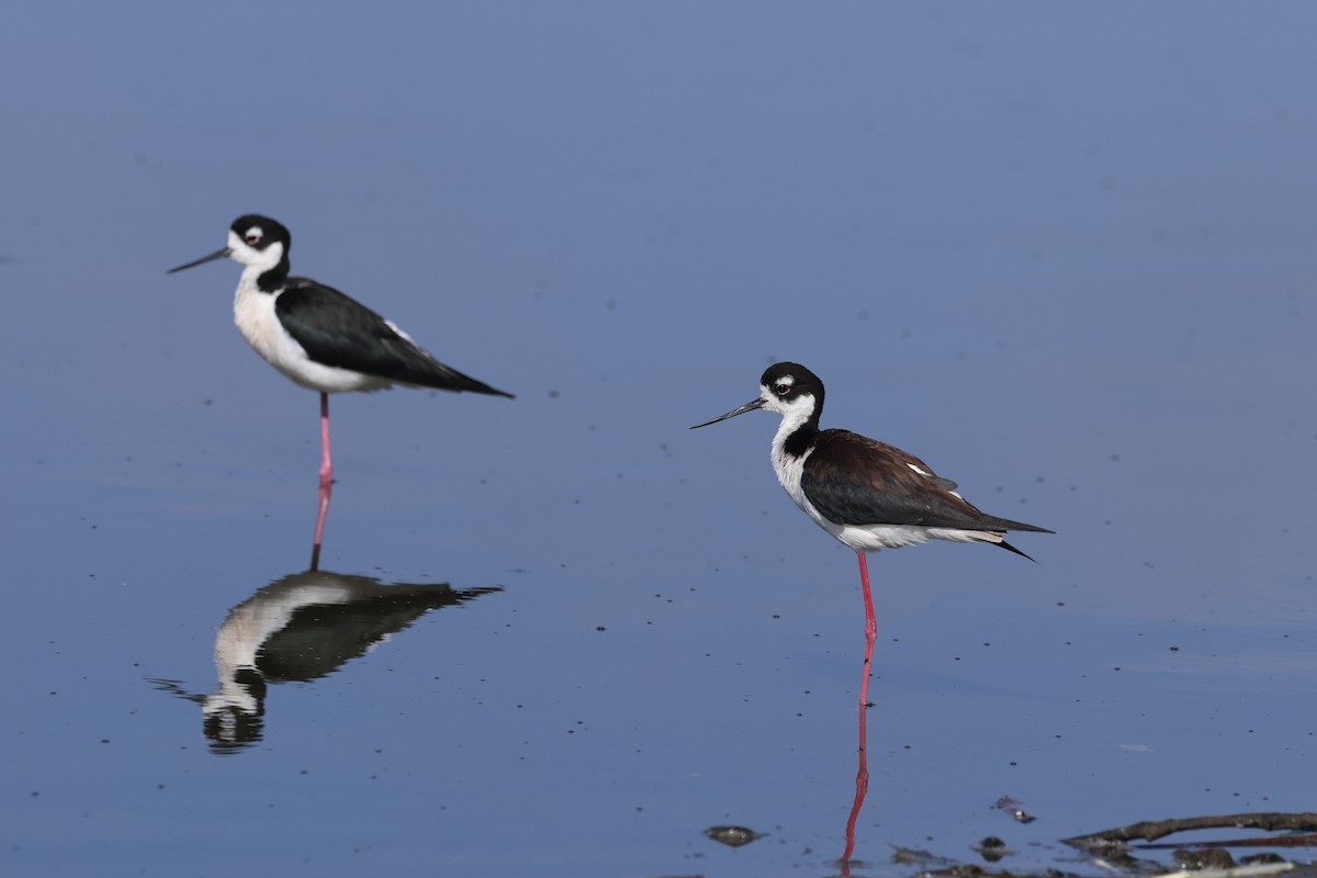 Black-necked Stilt - ML638484921