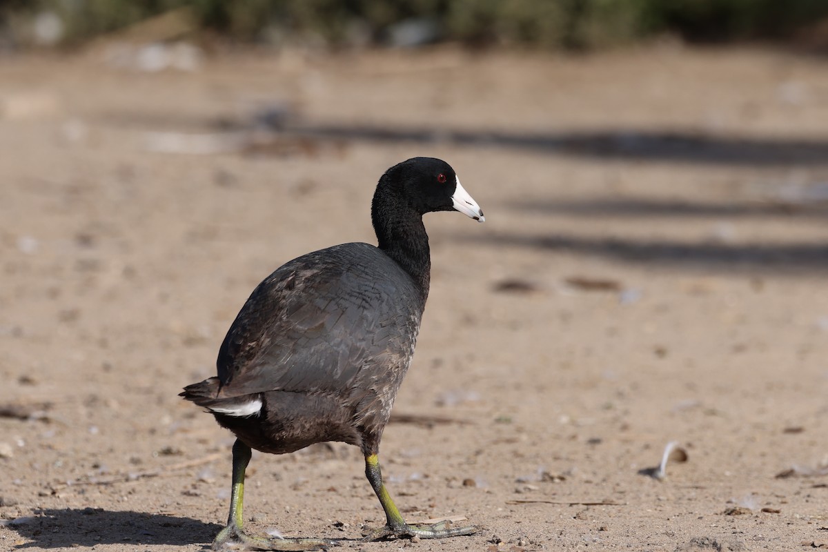 American Coot - ML638484939