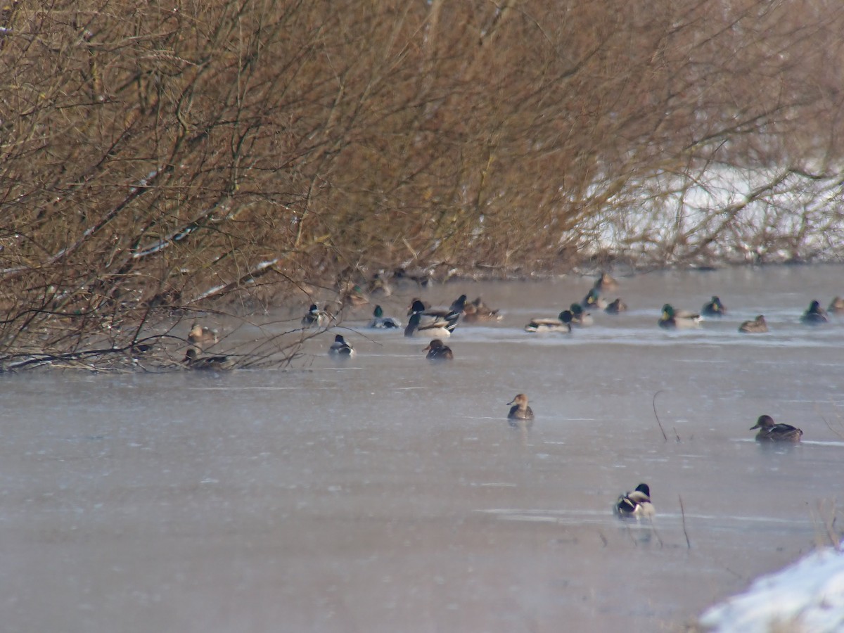 Northern Pintail - ML638484948