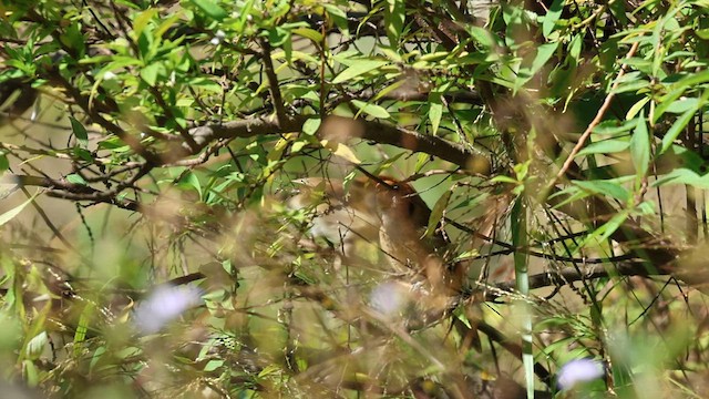 Spot-breasted Parrotbill - ML638484952