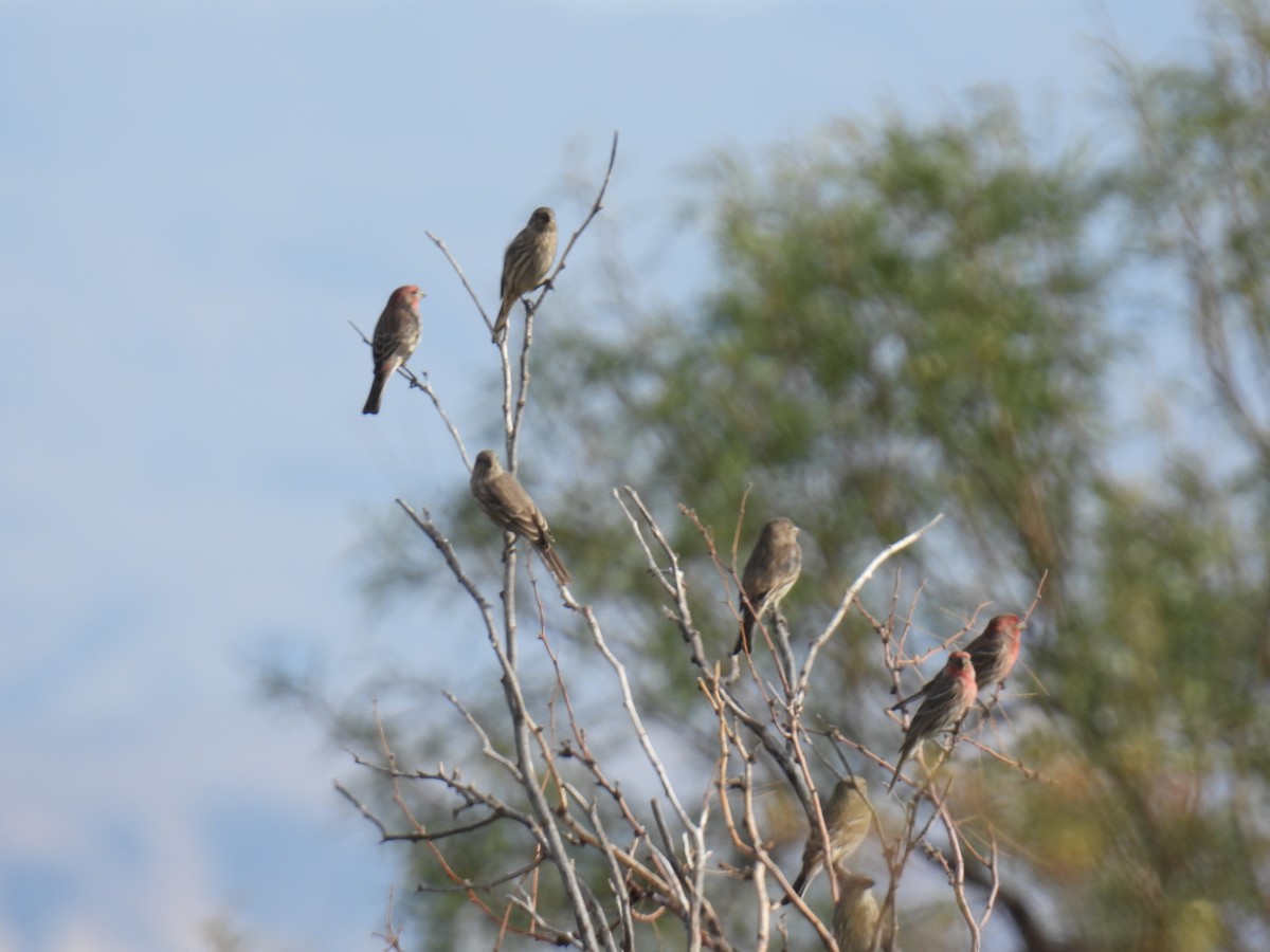 House Finch - ML638484953